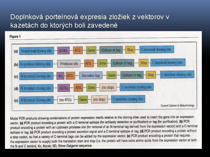 Doplnková porteínová expresia zložiek z vektorov v kazetách do ktorých boli zavedené 