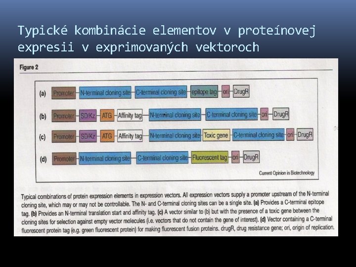 Typické kombinácie elementov v proteínovej expresii v exprimovaných vektoroch 