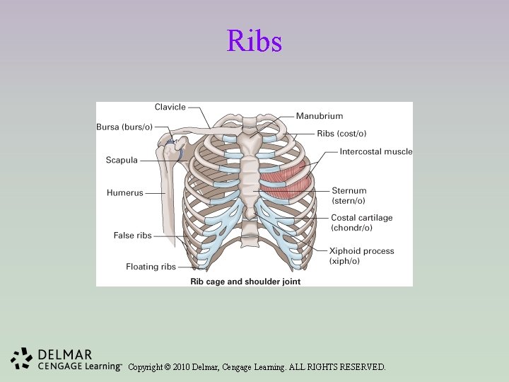 Unit 4 Orthopedics Osteopathy and Body Regions Copyright