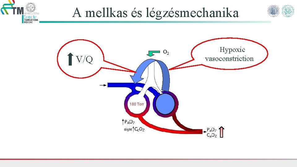 A mellkas és légzésmechanika O 2 V/Q 180 Torr Hypoxic vasoconstriction 