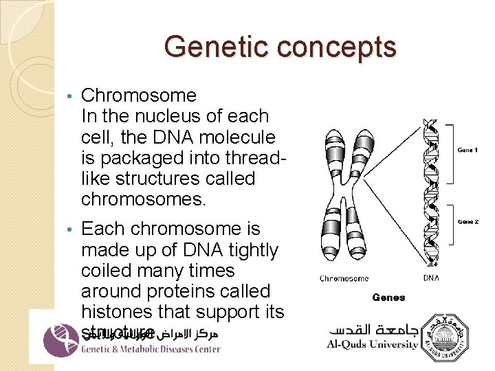 Genetic concepts • Chromosome In the nucleus of each cell, the DNA molecule is