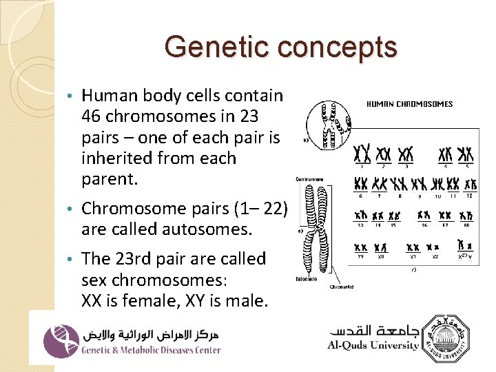 Genetic concepts • Human body cells contain 46 chromosomes in 23 pairs – one