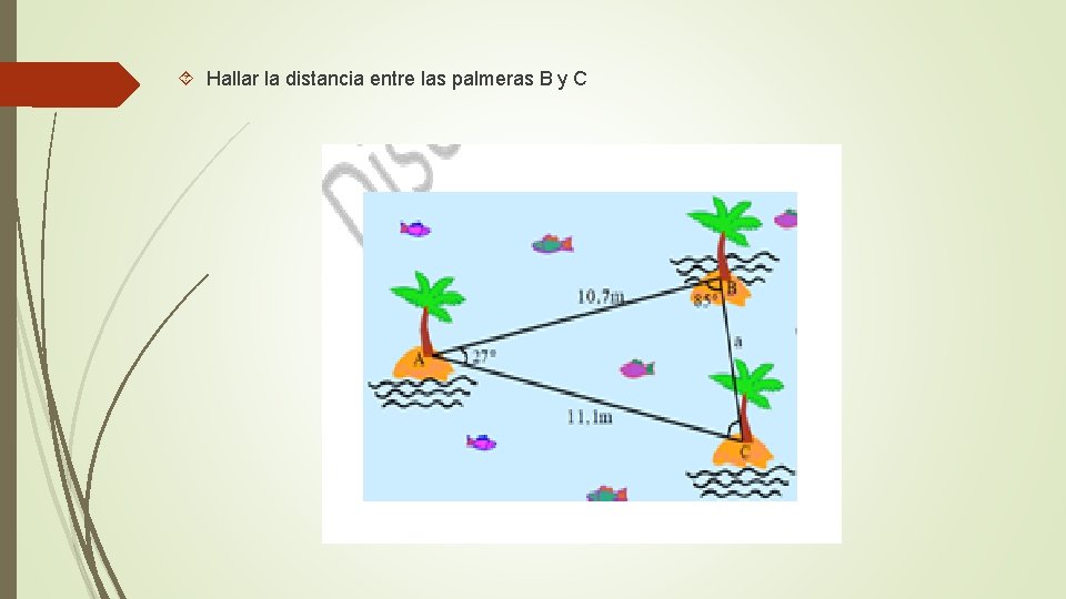  Hallar la distancia entre las palmeras B y C 