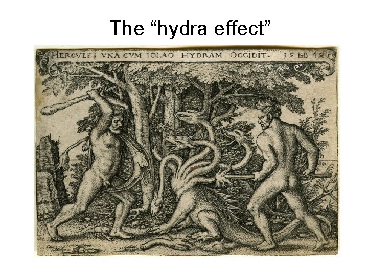 The “hydra effect” 