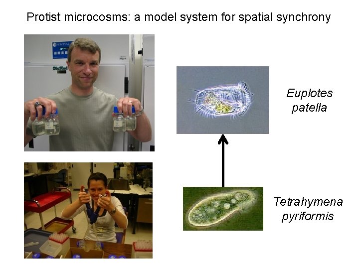 Protist microcosms: a model system for spatial synchrony Euplotes patella Tetrahymena pyriformis 