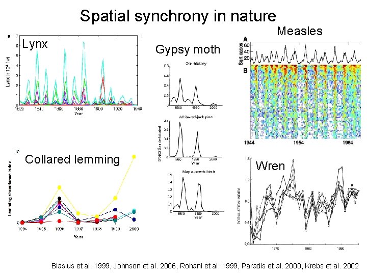 Spatial synchrony in nature Measles Lynx Gypsy moth Collared lemming Wren Blasius et al.
