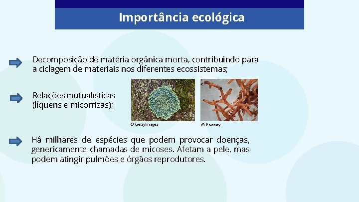 Importância ecológica Decomposição de matéria orgânica morta, contribuindo para a ciclagem de materiais nos Importância ecológica Decomposição de matéria orgânica morta, contribuindo para a ciclagem de materiais nos