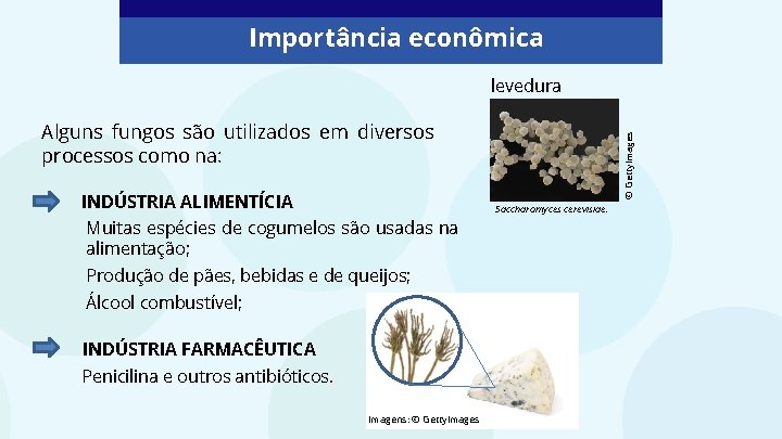 Importância econômica levedura INDÚSTRIA ALIMENTÍCIA Muitas espécies de cogumelos são usadas na alimentação; Produção Importância econômica levedura INDÚSTRIA ALIMENTÍCIA Muitas espécies de cogumelos são usadas na alimentação; Produção