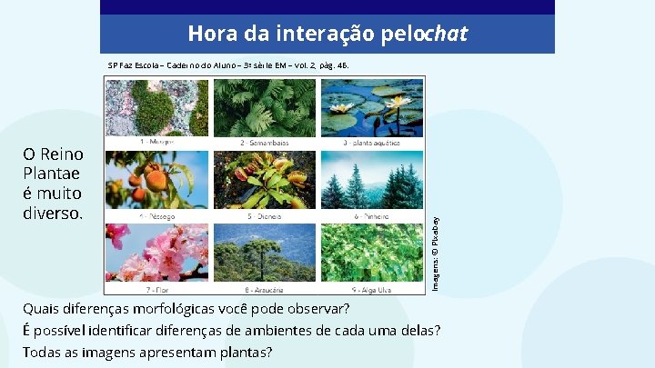 Hora da interação pelochat O Reino Plantae é muito diverso. Imagens: © Pixabay SP Hora da interação pelochat O Reino Plantae é muito diverso. Imagens: © Pixabay SP