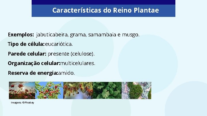 Características do Reino Plantae Exemplos: jabuticabeira, grama, samambaia e musgo. Tipo de célula: eucariótica. Características do Reino Plantae Exemplos: jabuticabeira, grama, samambaia e musgo. Tipo de célula: eucariótica.