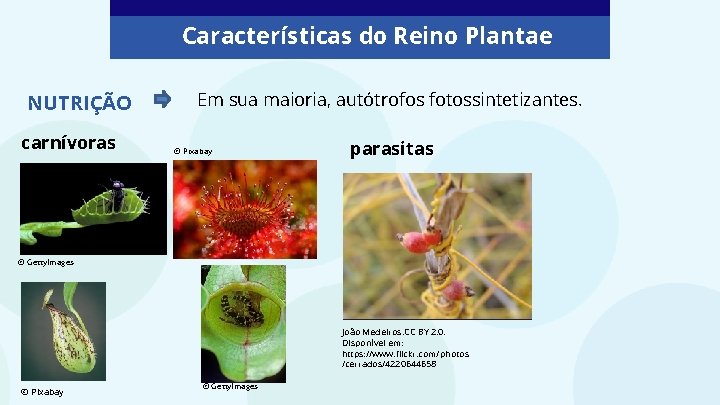 Características do Reino Plantae NUTRIÇÃO carnívoras Em sua maioria, autótrofos fotossintetizantes. © Pixabay parasitas Características do Reino Plantae NUTRIÇÃO carnívoras Em sua maioria, autótrofos fotossintetizantes. © Pixabay parasitas