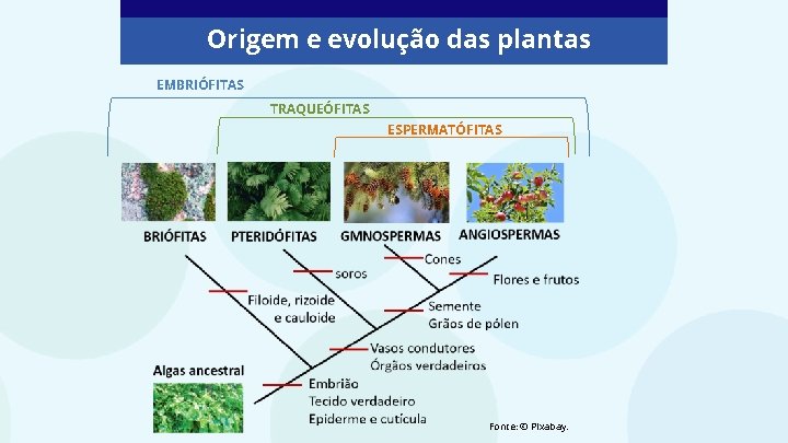 Origem e evolução das plantas EMBRIÓFITAS TRAQUEÓFITAS ESPERMATÓFITAS Fonte: © Pixabay. Origem e evolução das plantas EMBRIÓFITAS TRAQUEÓFITAS ESPERMATÓFITAS Fonte: © Pixabay.