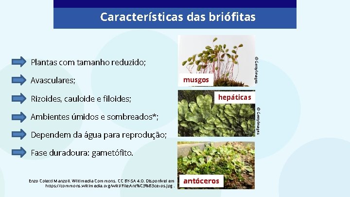 Características das briófitas © Getty. Images Plantas com tamanho reduzido; Avasculares; Rizoides, cauloide e Características das briófitas © Getty. Images Plantas com tamanho reduzido; Avasculares; Rizoides, cauloide e