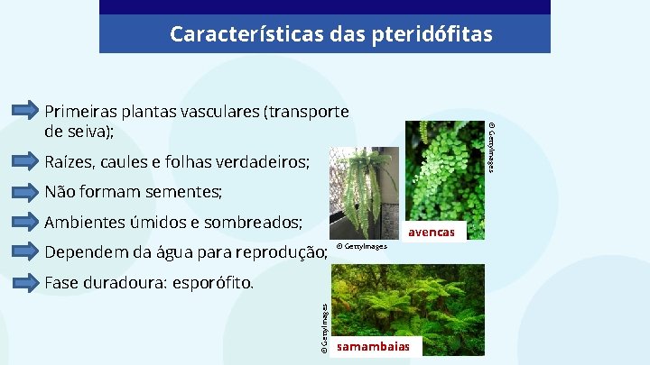 Características das pteridófitas © Getty. Images Primeiras plantas vasculares (transporte de seiva); Raízes, caules Características das pteridófitas © Getty. Images Primeiras plantas vasculares (transporte de seiva); Raízes, caules