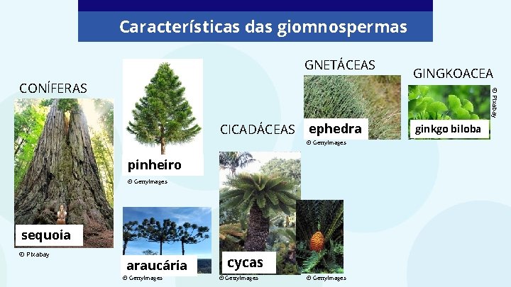 Características das giomnospermas GNETÁCEAS © Pixabay CONÍFERAS CICADÁCEAS ephedra © Getty. Images pinheiro © Características das giomnospermas GNETÁCEAS © Pixabay CONÍFERAS CICADÁCEAS ephedra © Getty. Images pinheiro ©