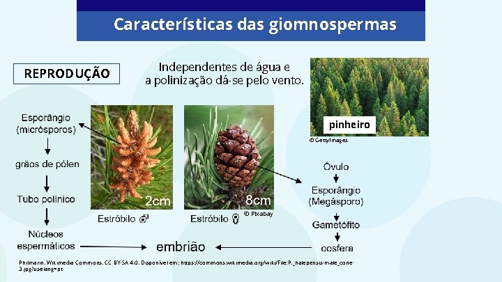 Características das giomnospermas REPRODUÇÃO Independentes de água e a polinização dá-se pelo vento. pinheiro Características das giomnospermas REPRODUÇÃO Independentes de água e a polinização dá-se pelo vento. pinheiro