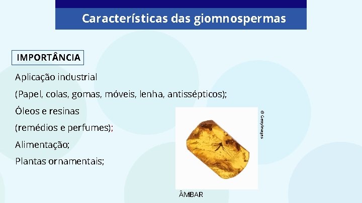 Características das giomnospermas IMPORT NCIA Aplicação industrial (Papel, colas, gomas, móveis, lenha, antissépticos); © Características das giomnospermas IMPORT NCIA Aplicação industrial (Papel, colas, gomas, móveis, lenha, antissépticos); ©