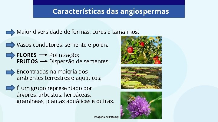 Características das angiospermas Maior diversidade de formas, cores e tamanhos; Vasos condutores, semente e Características das angiospermas Maior diversidade de formas, cores e tamanhos; Vasos condutores, semente e