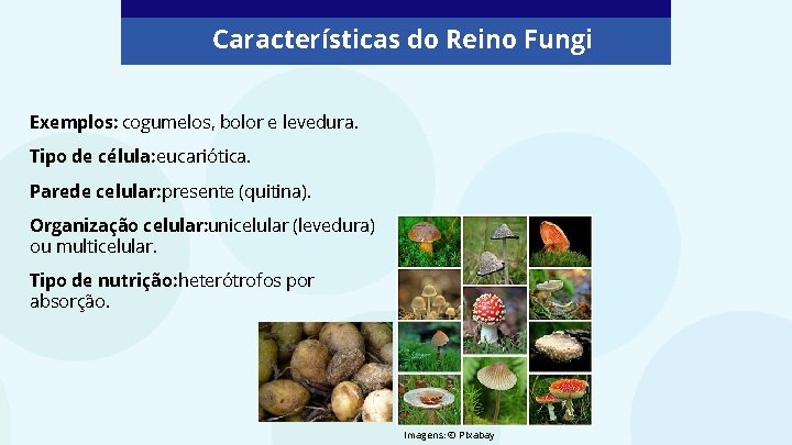 Características do Reino Fungi Exemplos: cogumelos, bolor e levedura. Tipo de célula: eucariótica. Parede Características do Reino Fungi Exemplos: cogumelos, bolor e levedura. Tipo de célula: eucariótica. Parede