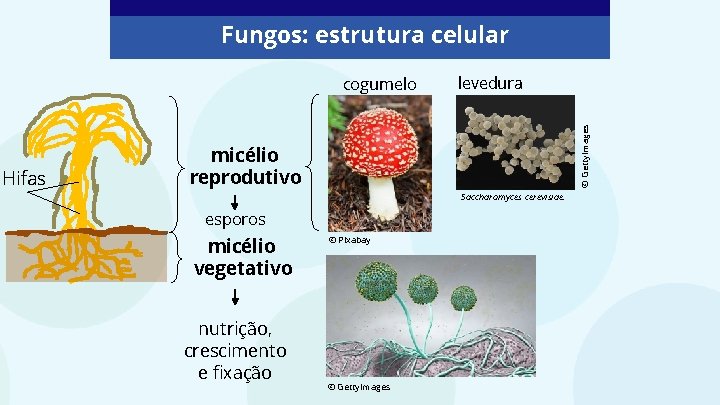 Fungos: estrutura celular Hifas levedura © Getty. Images cogumelo micélio reprodutivo Saccharomyces cerevisiae. esporos Fungos: estrutura celular Hifas levedura © Getty. Images cogumelo micélio reprodutivo Saccharomyces cerevisiae. esporos