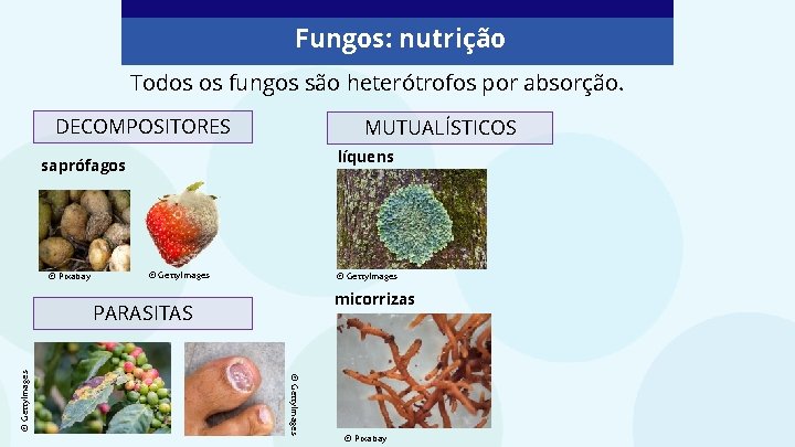Fungos: nutrição Todos os fungos são heterótrofos por absorção. DECOMPOSITORES MUTUALÍSTICOS líquens saprófagos © Fungos: nutrição Todos os fungos são heterótrofos por absorção. DECOMPOSITORES MUTUALÍSTICOS líquens saprófagos ©