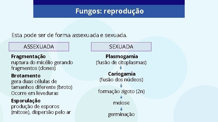 Fungos: reprodução Esta pode ser de forma assexuada e sexuada. ASSEXUADA Fragmentação ruptura do Fungos: reprodução Esta pode ser de forma assexuada e sexuada. ASSEXUADA Fragmentação ruptura do