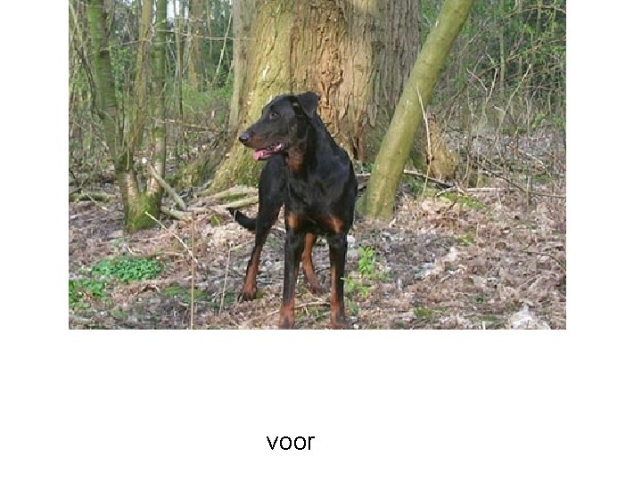 voor 