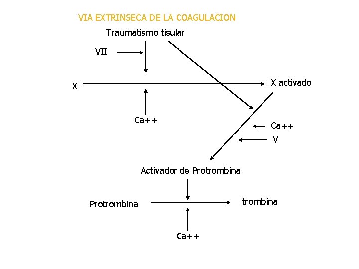 VIA EXTRINSECA DE LA COAGULACION Traumatismo tisular VII X activado X Ca++ V Activador VIA EXTRINSECA DE LA COAGULACION Traumatismo tisular VII X activado X Ca++ V Activador