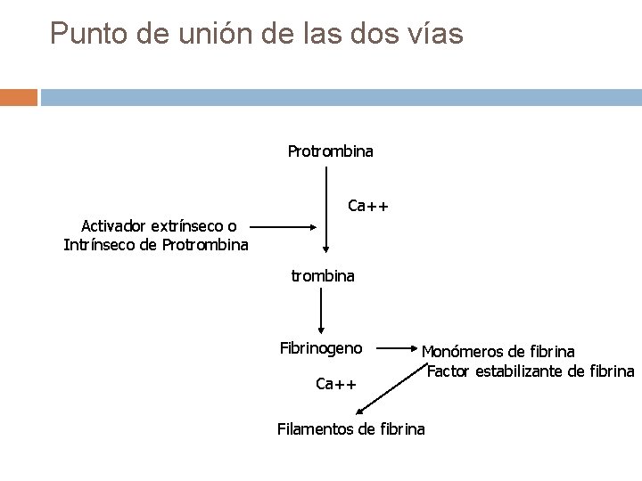 Punto de unión de las dos vías Protrombina Ca++ Activador extrínseco o Intrínseco de Punto de unión de las dos vías Protrombina Ca++ Activador extrínseco o Intrínseco de