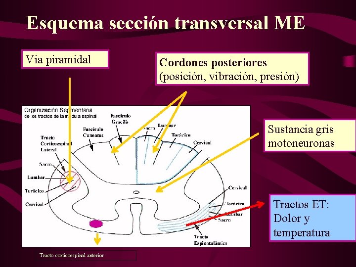 Esquema sección transversal ME Via piramidal Cordones posteriores (posición, vibración, presión) Sustancia gris motoneuronas