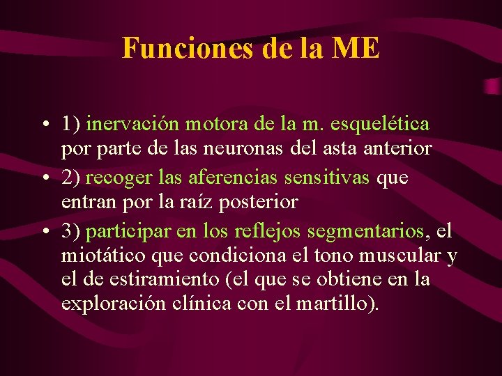Funciones de la ME • 1) inervación motora de la m. esquelética por parte