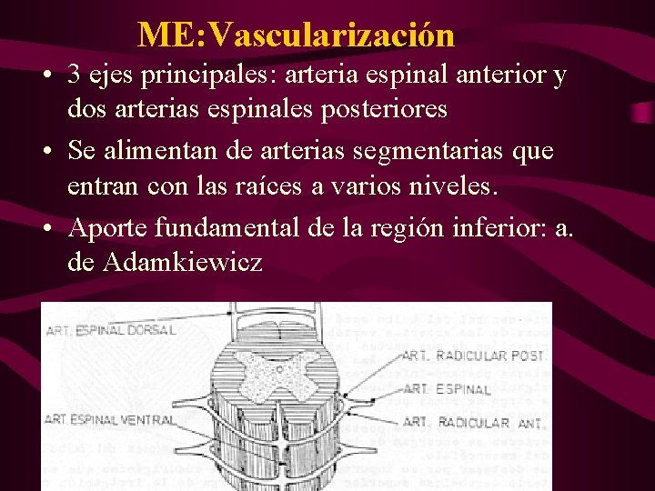 ME: Vascularización • 3 ejes principales: arteria espinal anterior y dos arterias espinales posteriores
