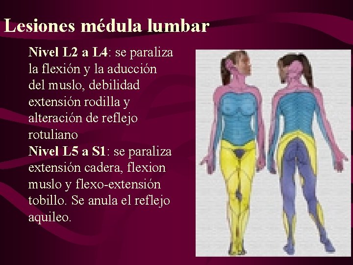 Lesiones médula lumbar Nivel L 2 a L 4: se paraliza la flexión y