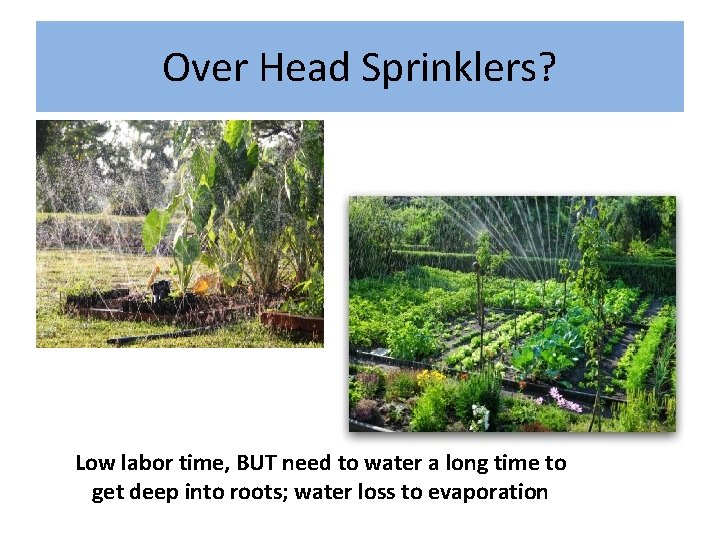 Over Head Sprinklers? Low labor time, BUT need to water a long time to