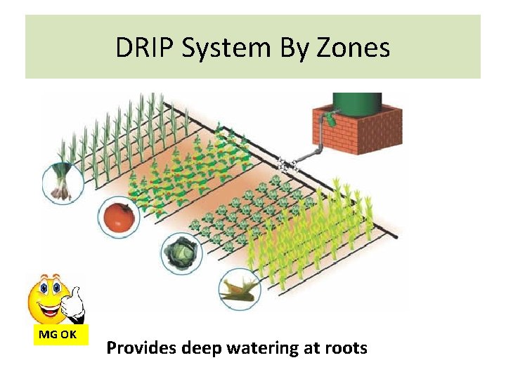 DRIP System By Zones MG OK Provides deep watering at roots 