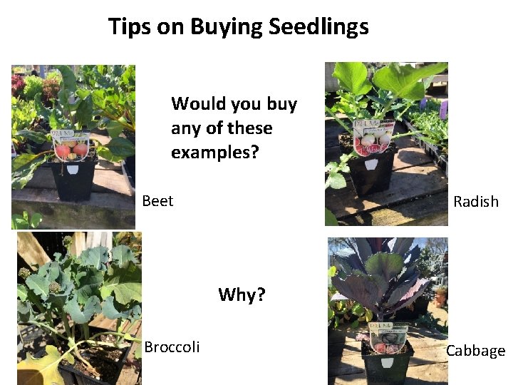 Tips on Buying Seedlings Would you buy any of these examples? Beet Radish Why?