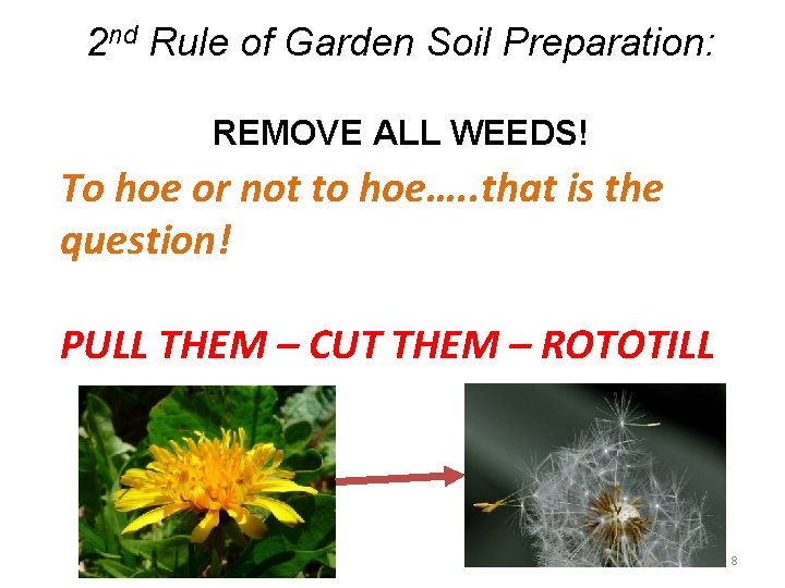 2 nd Rule of Garden Soil Preparation: REMOVE ALL WEEDS! To hoe or not