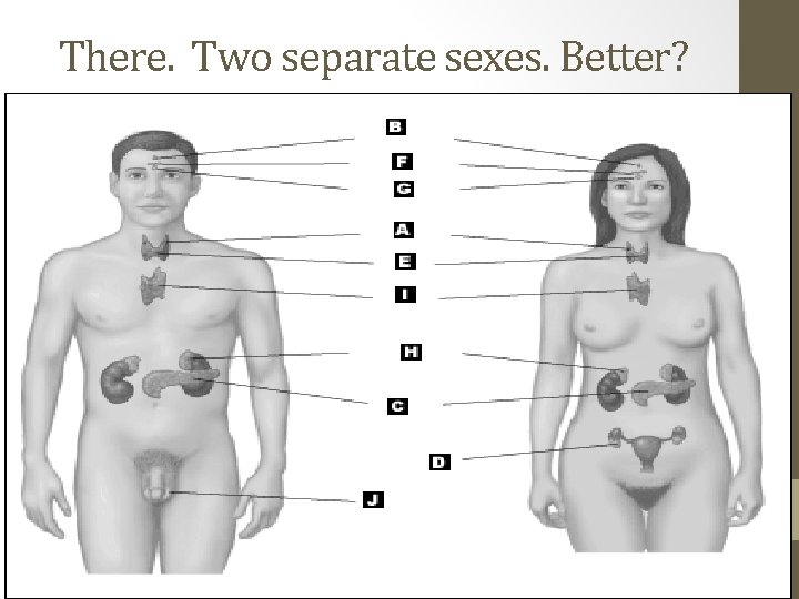 There. Two separate sexes. Better? 