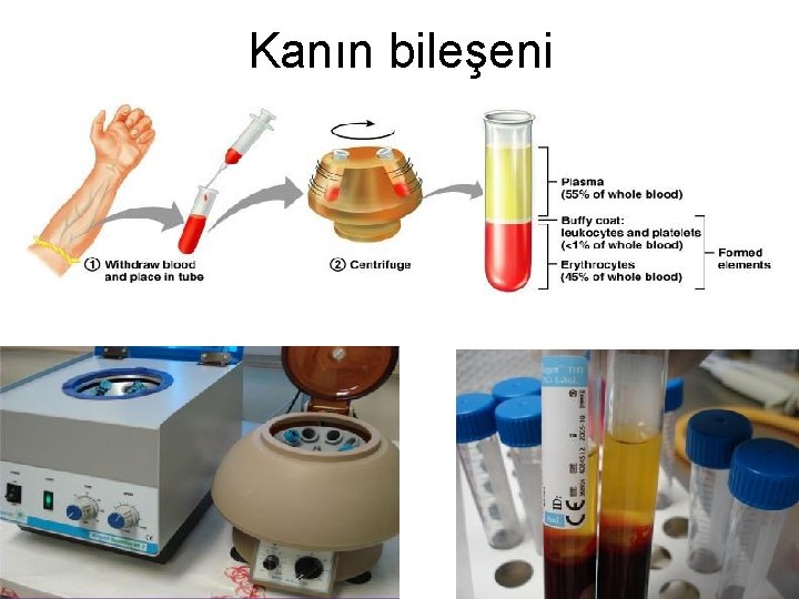 Kanın bileşeni 