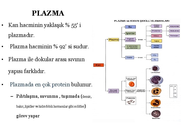 PLAZMA • Kan hacminin yaklaşık % 55' i plazmadır. • Plazma hacminin % 92’