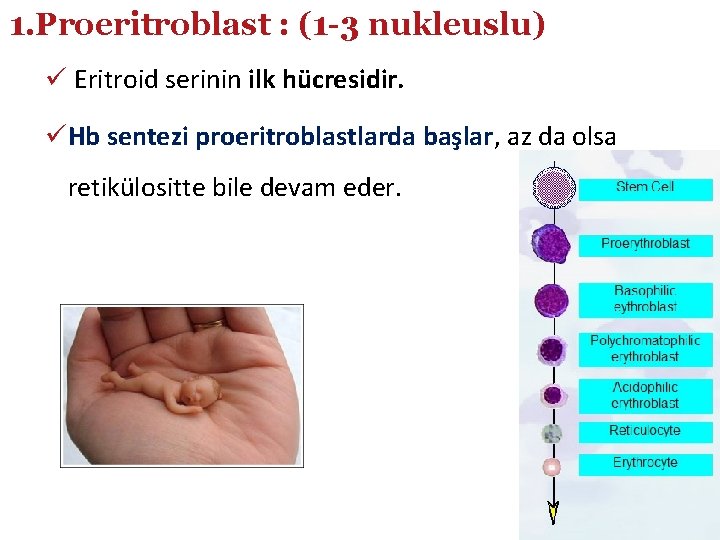 1. Proeritroblast : (1 -3 nukleuslu) ü Eritroid serinin ilk hücresidir. üHb sentezi proeritroblastlarda