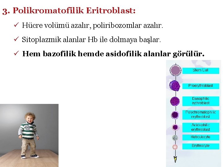 3. Polikromatofilik Eritroblast: ü Hücre volümü azalır, poliribozomlar azalır. ü Sitoplazmik alanlar Hb ile