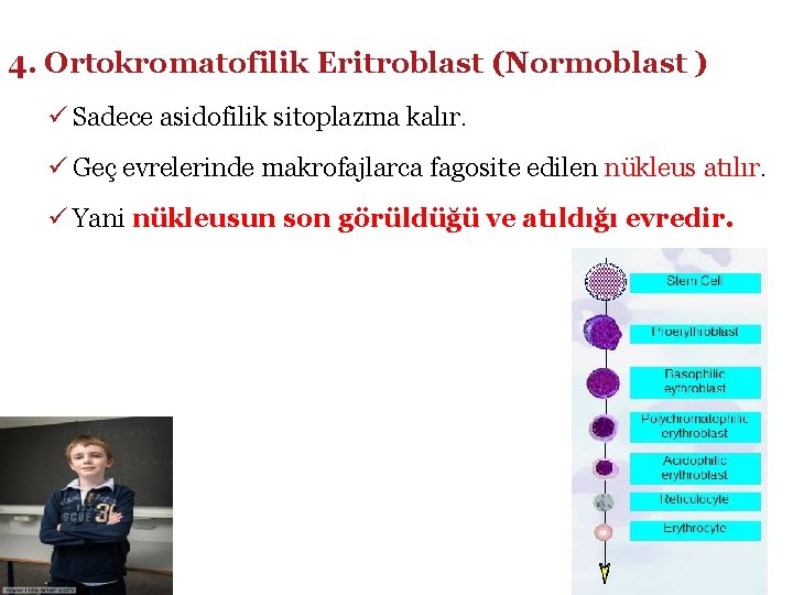 4. Ortokromatofilik Eritroblast (Normoblast ) ü Sadece asidofilik sitoplazma kalır. ü Geç evrelerinde makrofajlarca