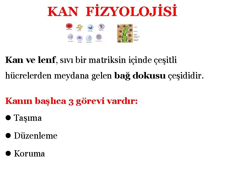 KAN FİZYOLOJİSİ Kan ve lenf, sıvı bir matriksin içinde çeşitli hücrelerden meydana gelen bağ