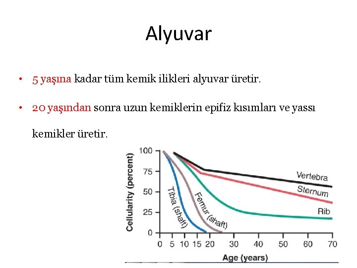 Alyuvar • 5 yaşına kadar tüm kemik ilikleri alyuvar üretir. • 20 yaşından sonra