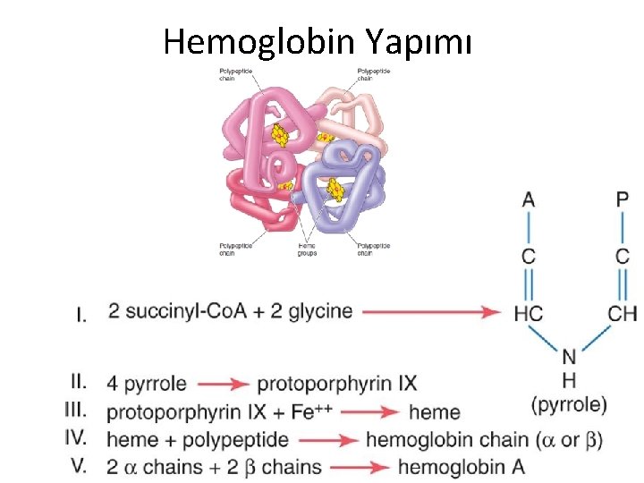 Hemoglobin Yapımı 