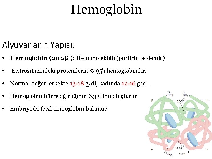 Hemoglobin Alyuvarların Yapısı: • Hemoglobin (2α 2β ): Hem molekülü (porfirin + demir) •