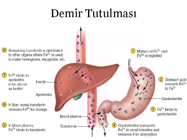 Demir Tutulması 