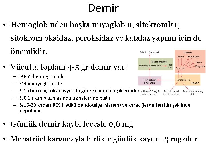 Demir • Hemoglobinden başka miyoglobin, sitokromlar, sitokrom oksidaz, peroksidaz ve katalaz yapımı için de