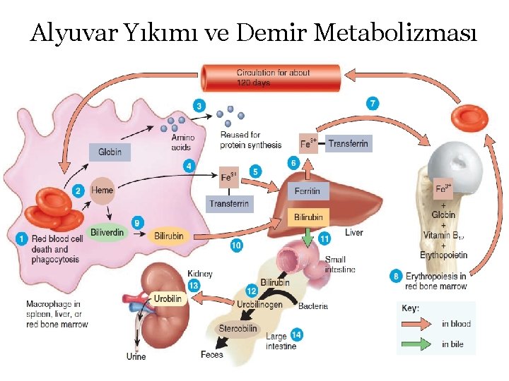 Alyuvar Yıkımı ve Demir Metabolizması 